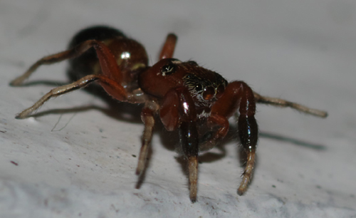 Salticidae: Synageles, molto probabilmente S. dalmaticus